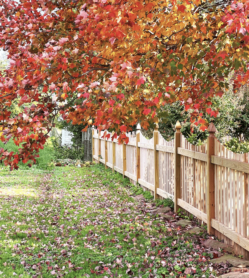 fall pruning coquitlam